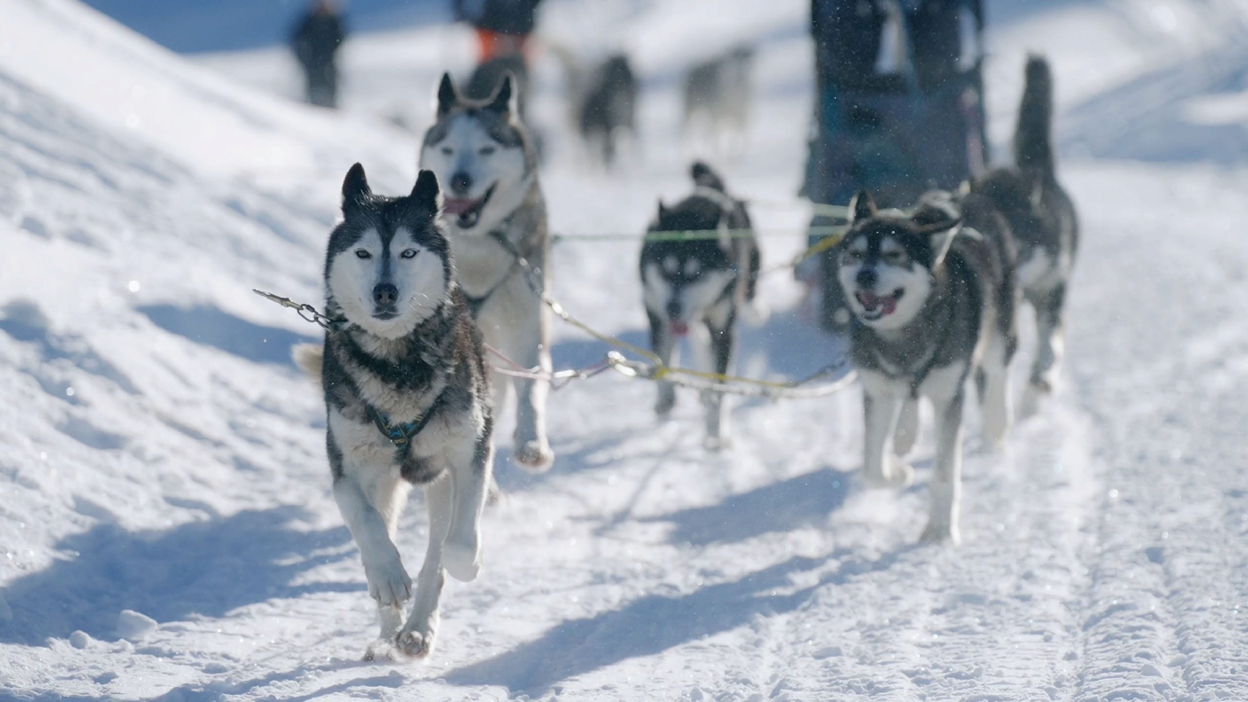 Chiens de traineau haute savoie agy