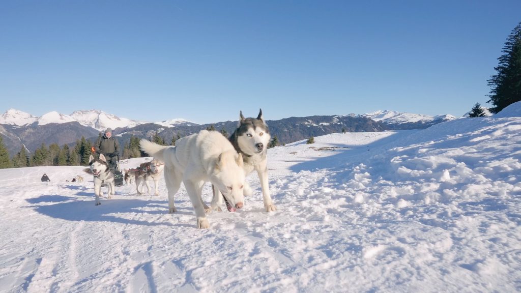 Chiens de traineau haute savoie