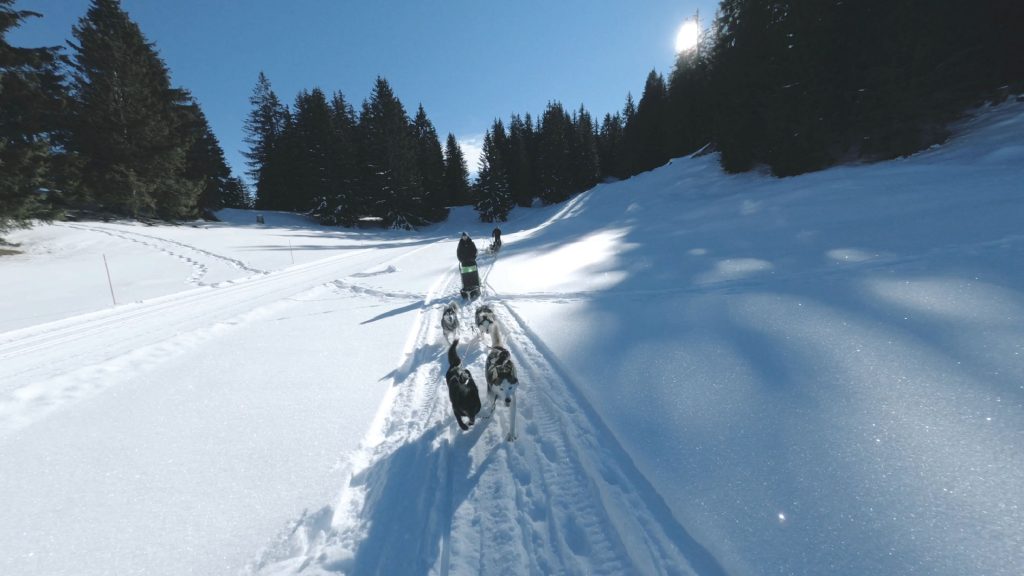 activité chiens de traineau